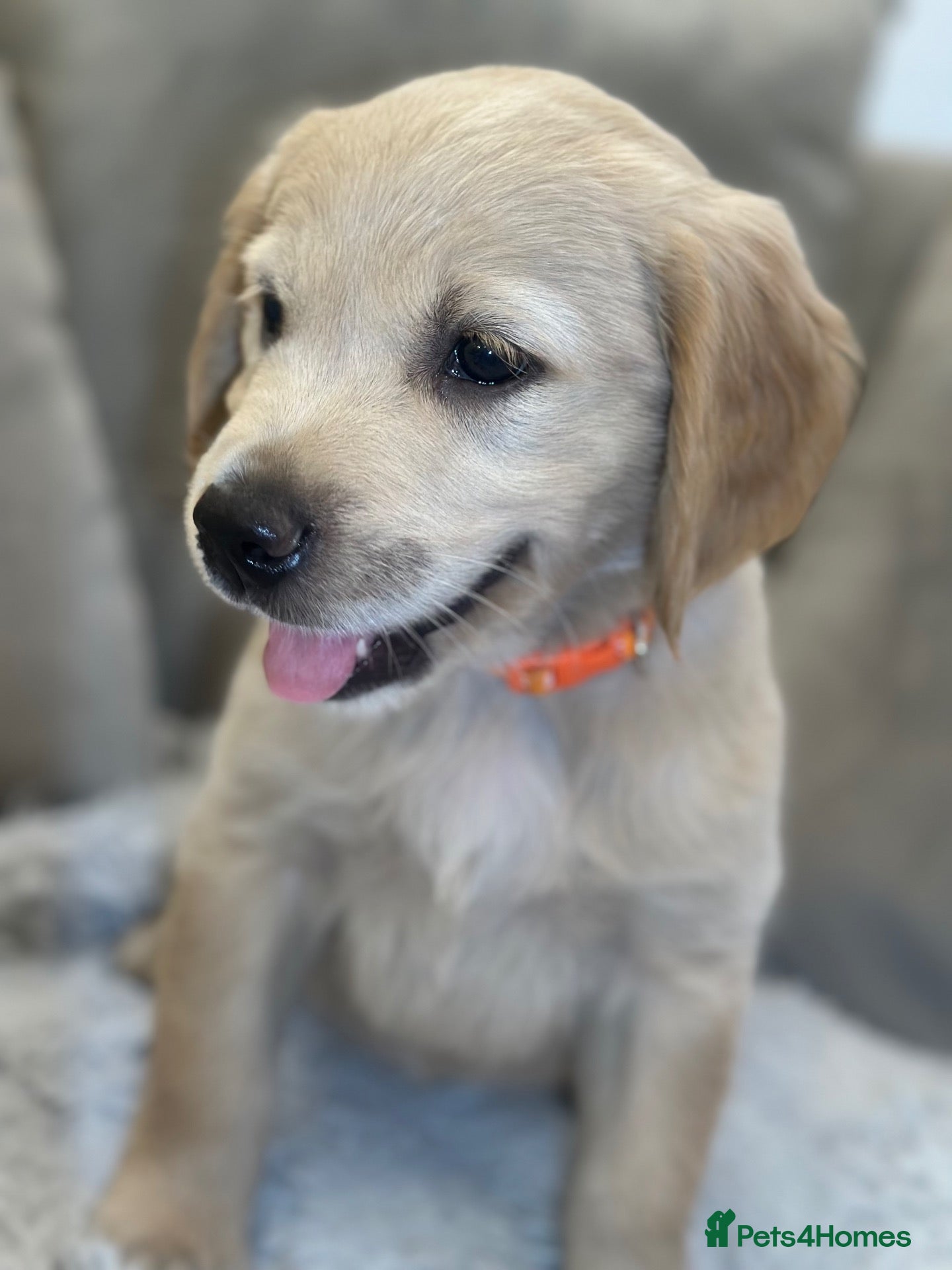 Golden Retriever dogs *Beautiful KC Golden retriever puppies* - Advert 2