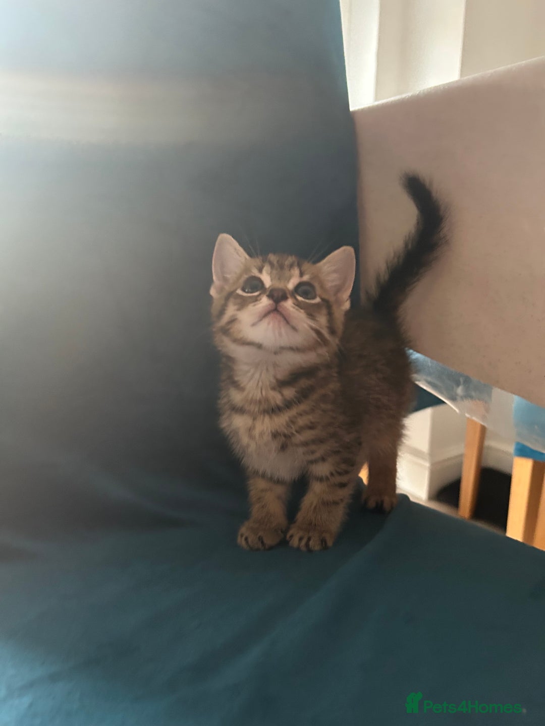 Domestic Shorthair cats for sale: Kittens looking for their forever home  - Image 18