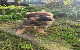 German Shepherd dogs for sale: KC reg German Shepherd Puppies - Family dogs - Image 13