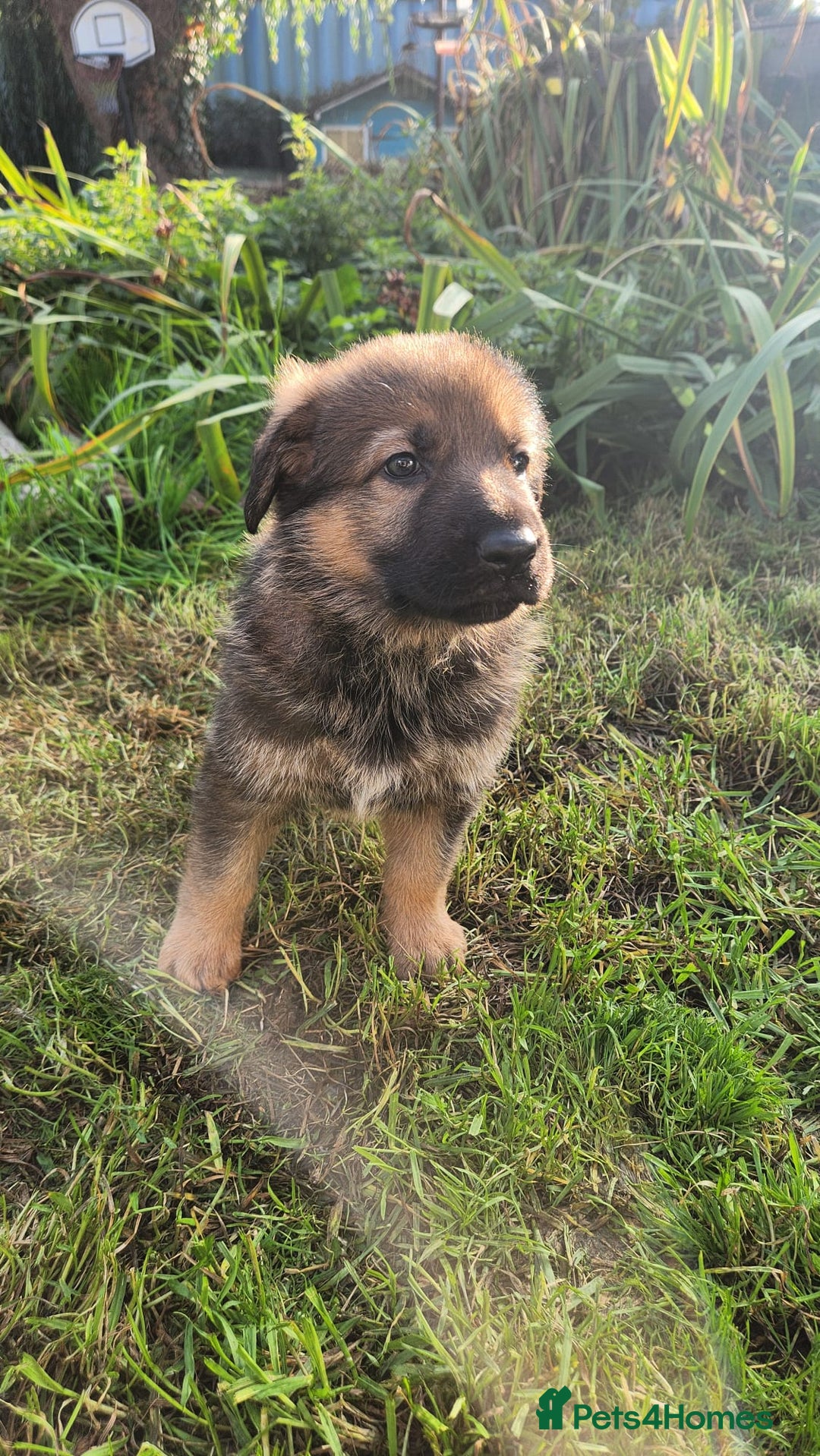 German Shepherd dogs for sale: KC reg German Shepherd Puppies - Family dogs - Image 13