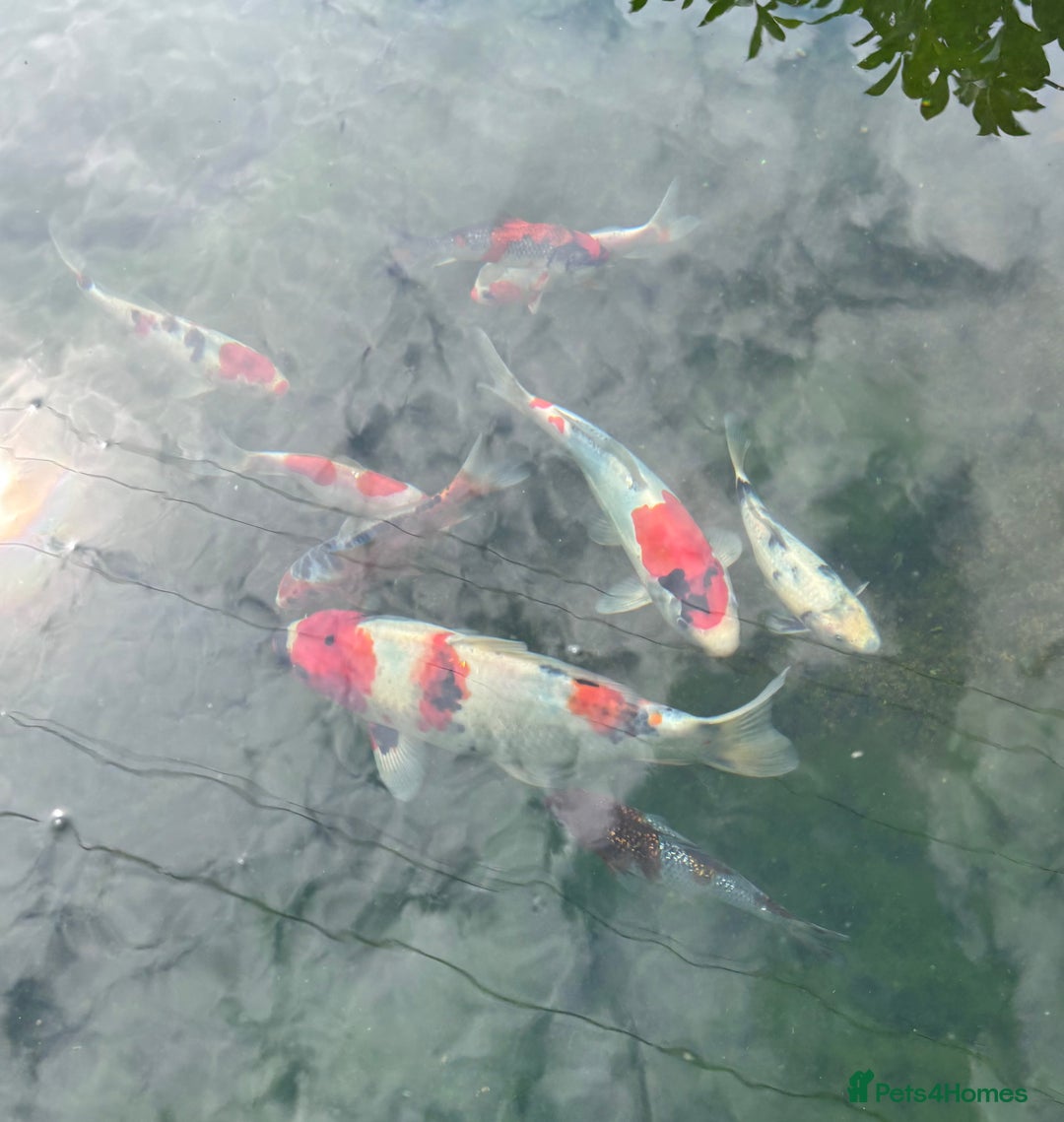 Koi Carp fish for sale: Beautiful Koi Fish - Image 3