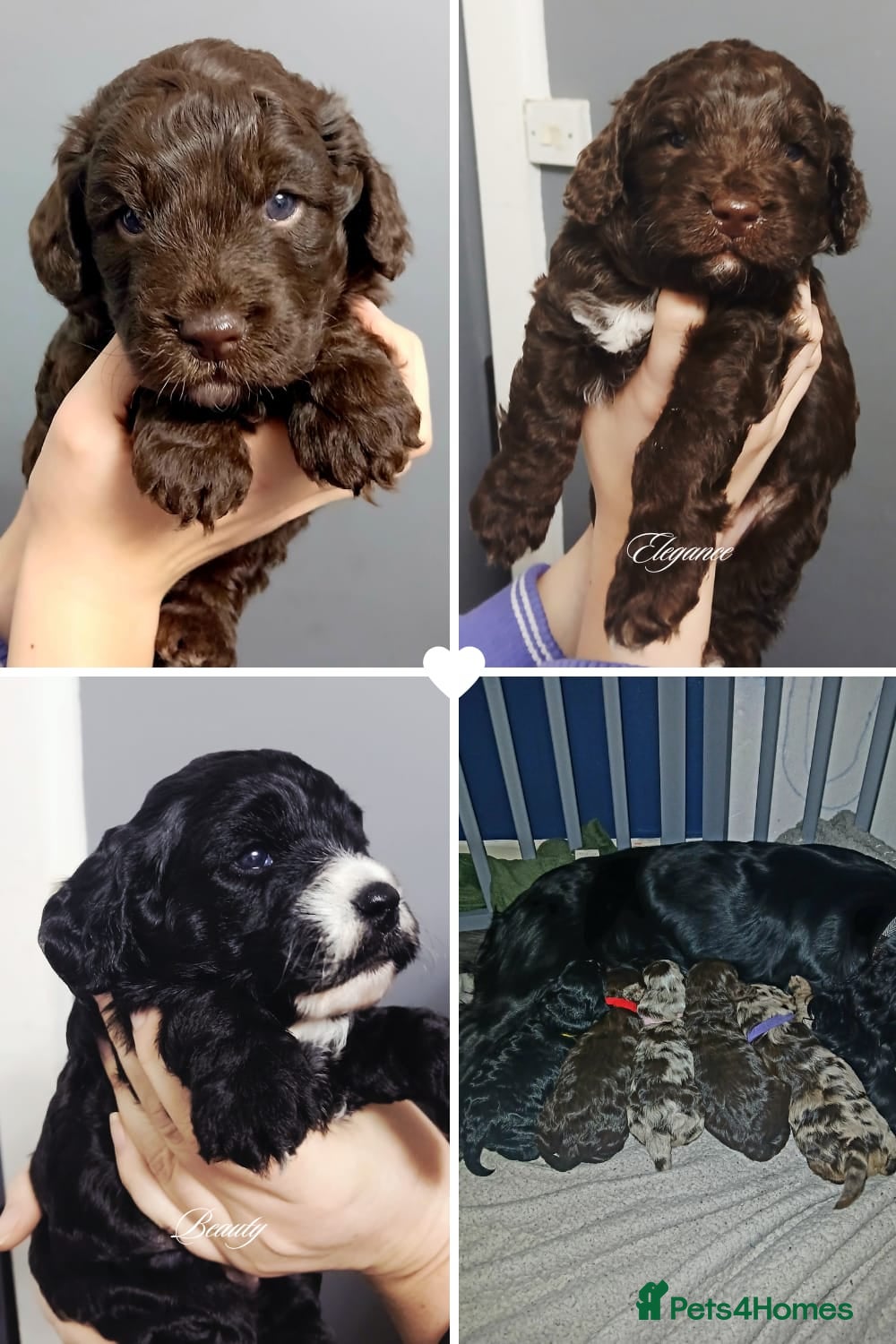 Cockapoo dogs F1 miniature cockapoos available 16th feb - Advert 16