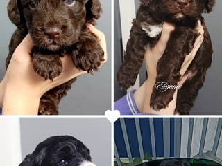 Cockapoo dogs F1 miniature cockapoos available 16th feb - Advert 16