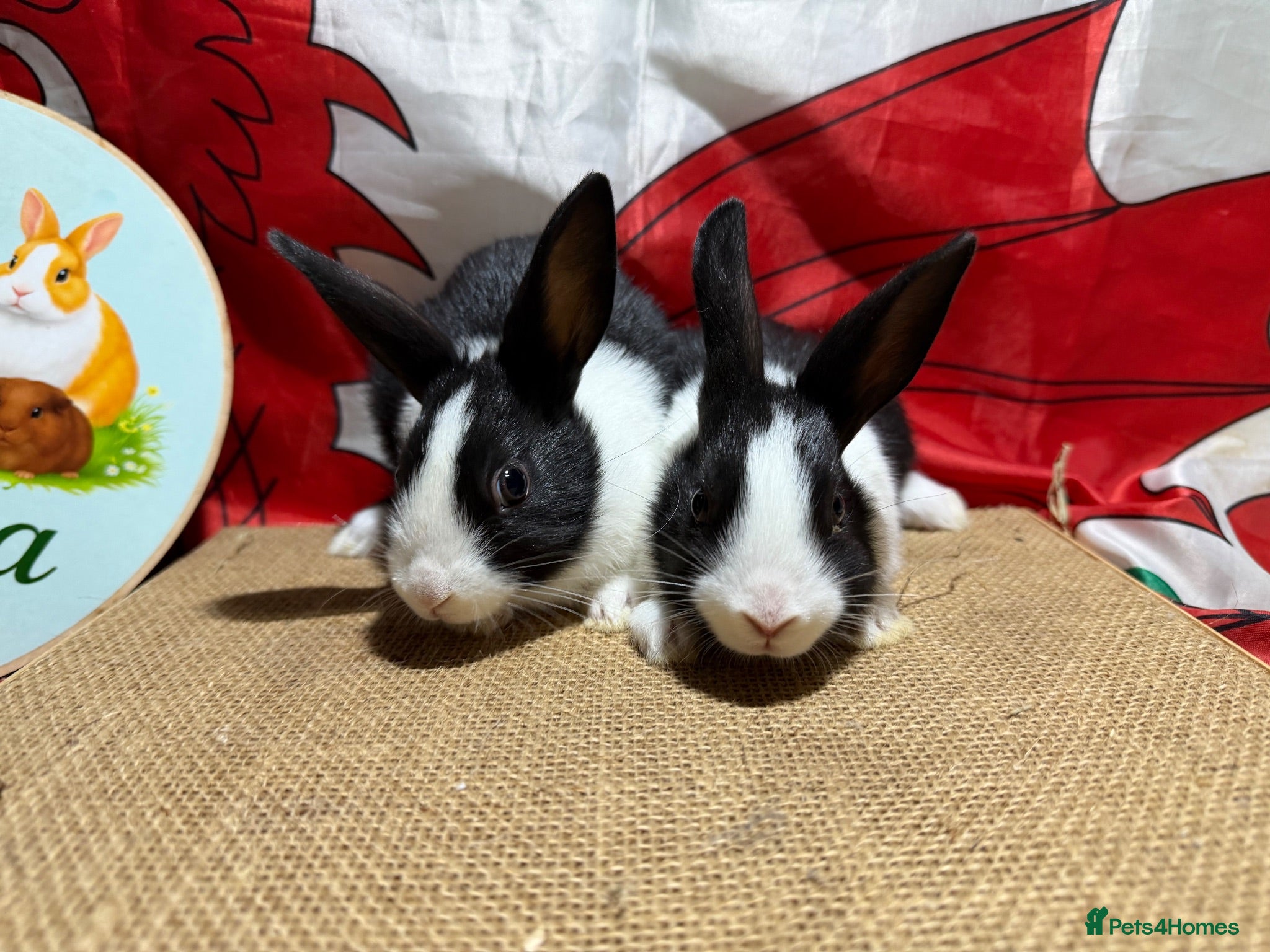 Dutch rabbits Gorgeous Dutch Rabbits  - Advert 2