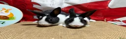 Dutch rabbits for sale: Gorgeous Dutch Rabbits  - Advert 2