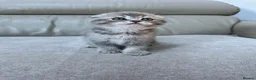 Scottish Fold cats for sale: Full pedigree Scottish fold kittens - Advert 13