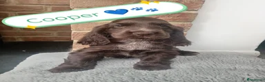 Cocker Spaniel 4