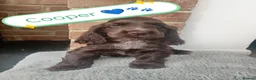 Cocker Spaniel dogs for sale: 🐶 KC Reg Chocolate Show type Cockers🐶🐾  - Advert 15