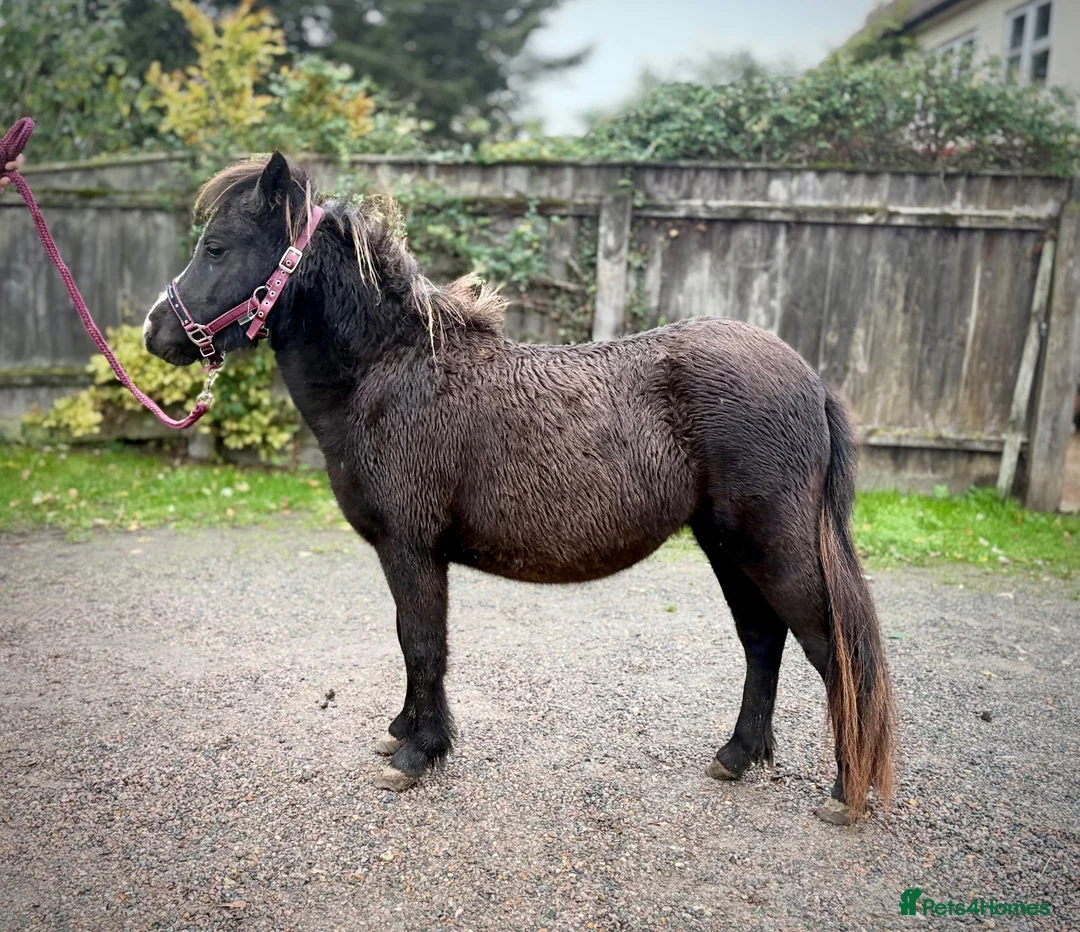 Miniature horses for sale: Beautiful and friendly pure Falabella Filly - Advert 2