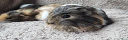 Guinea Pig rodents for sale: Adorable baby guineas - Advert 5