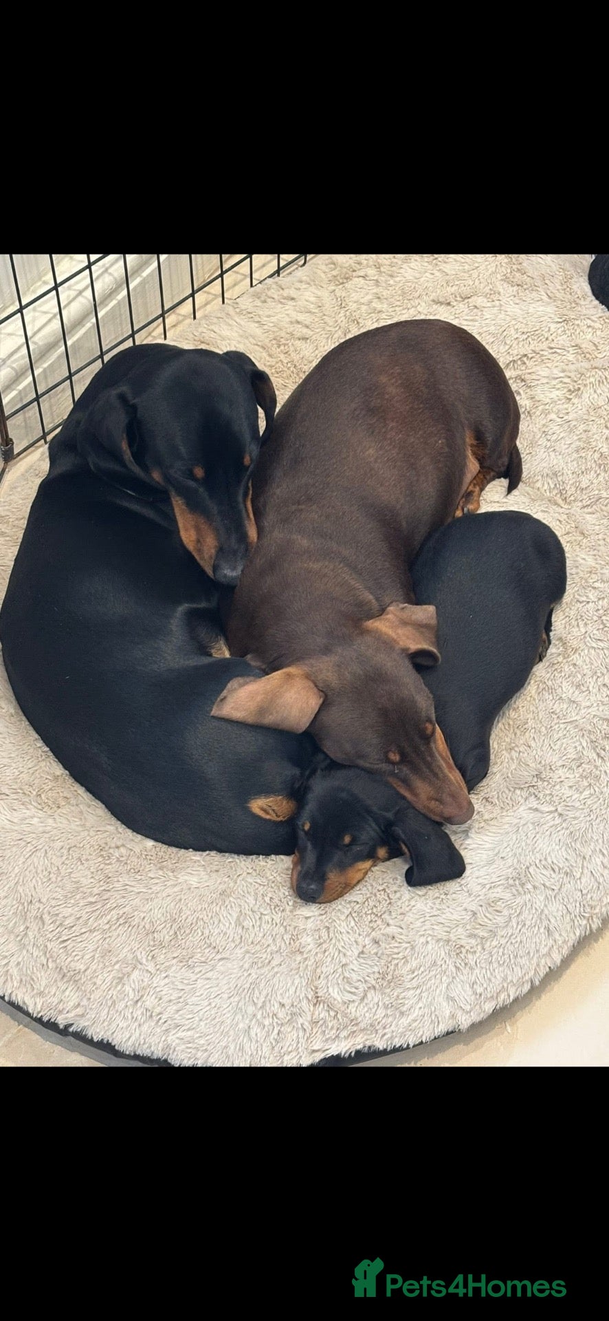 Dachshund dogs Mum and Dad Talulah and Theo Must go together  - Advert 3