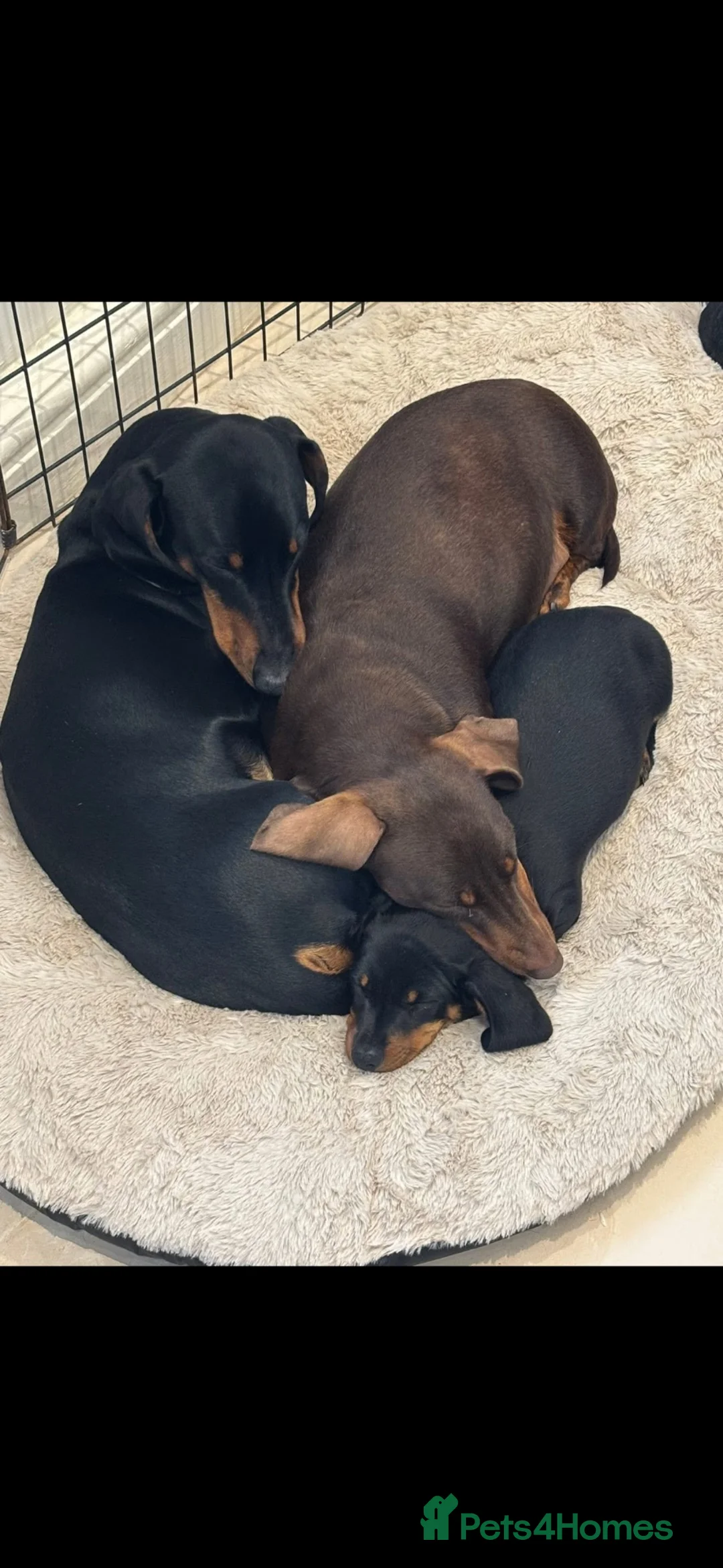 Dachshund dogs for sale: Mum and Dad Talulah and Theo Must go together  - Advert 1