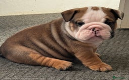 English Bulldog dogs for sale: Traditional English Bulldog Puppies  - Image 2