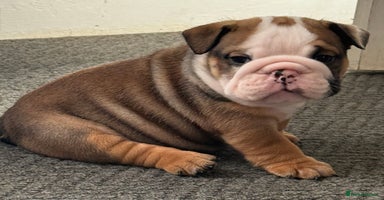 English Bulldog dogs - Advert 6