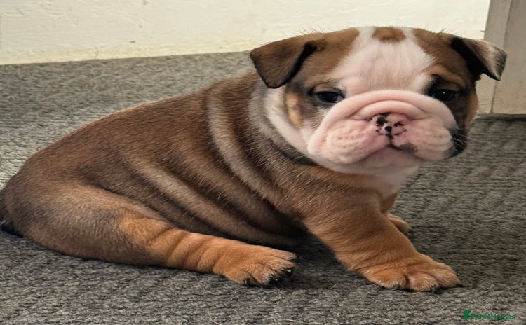 English Bulldog dogs - Advert 2