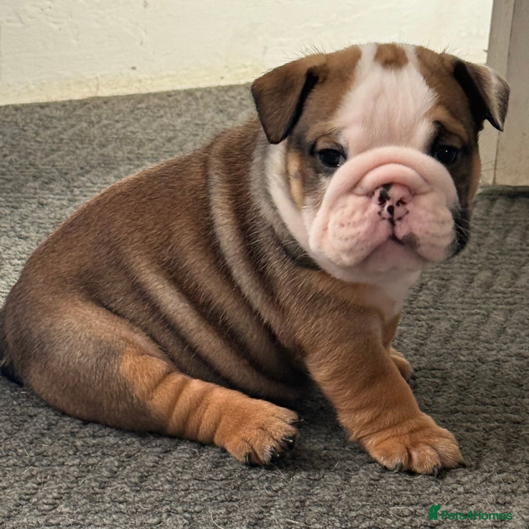 English Bulldog dogs for sale: Traditional English Bulldog Puppies  - Image 2