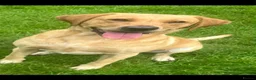 Labrador Retriever dogs for sale: KC Reg. Working Labrador Puppies ready to go in Wickford - Advert 7