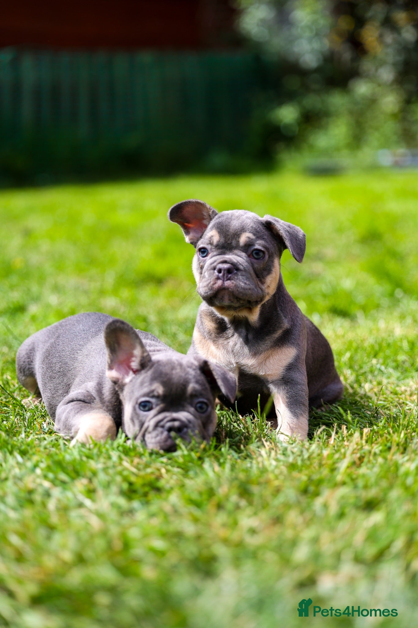 French Bulldog dogs French bulldogs boys and girls  - Advert 4