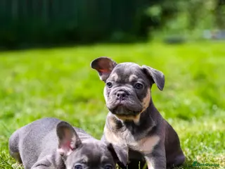 French Bulldog dogs French bulldogs boys and girls - Advert 4