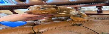Miniature Dachshund 2