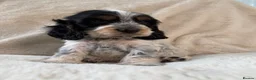 Cocker Spaniel dogs for sale: Top Quality KC Show Cocker Spaniel Puppies  - Advert 9