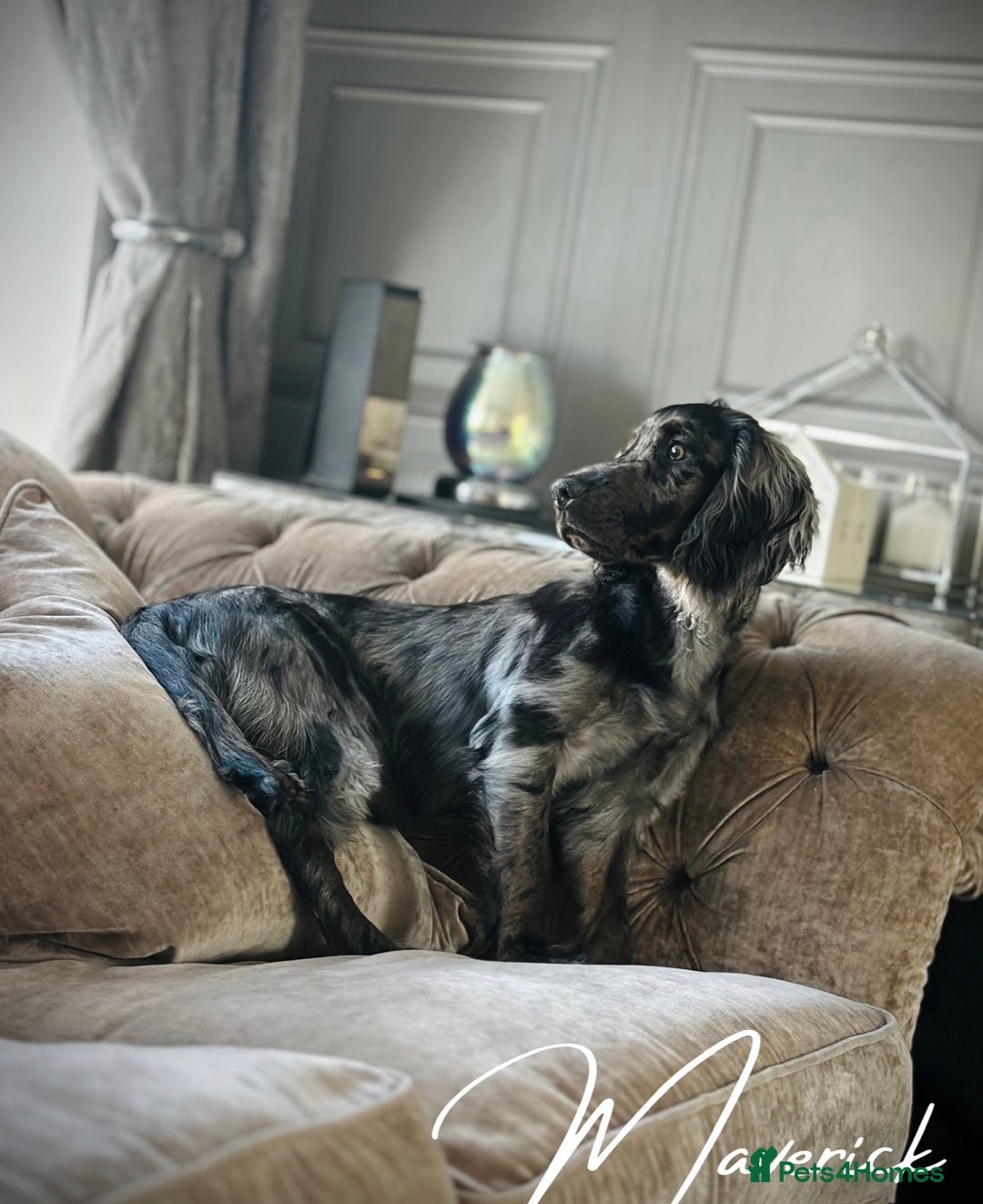 Cocker Spaniel dogs for sale: Beautiful Merle cocker spaniel - Advert 1
