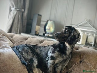 Cocker Spaniel dogs Beautiful Merle cocker spaniel - Advert 1