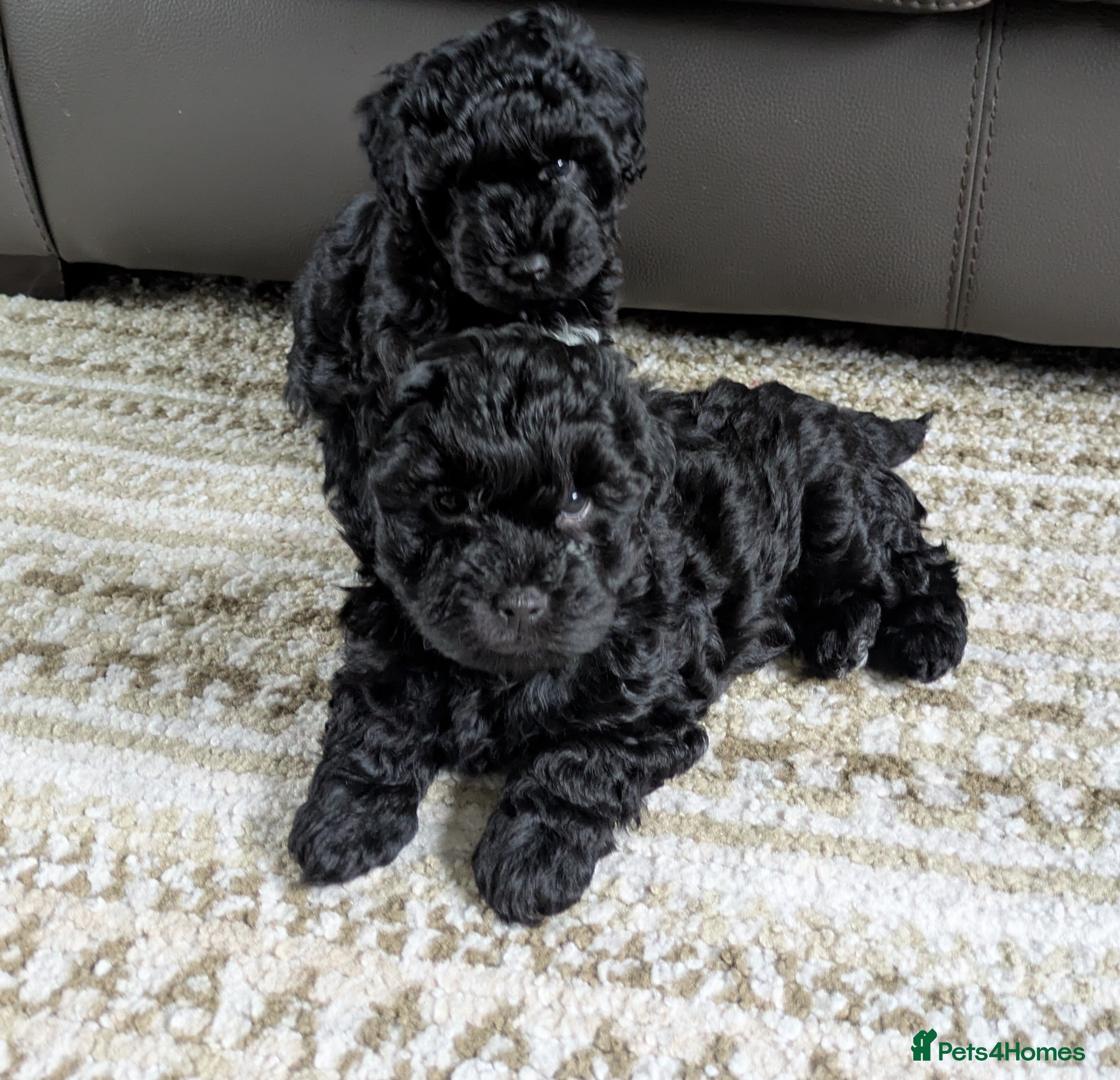 Yorkiepoo dogs Adorable Yorkiepoo puppies - Advert 11