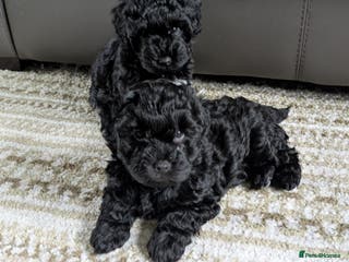 Yorkiepoo dogs Adorable Yorkiepoo puppies - Advert 11