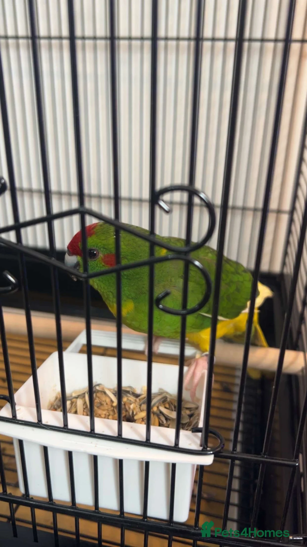 Parrots birds for sale: Green Kakariki - Advert 1