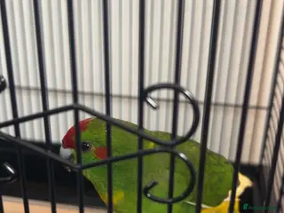 Parrots birds Green Kakariki - Advert 1