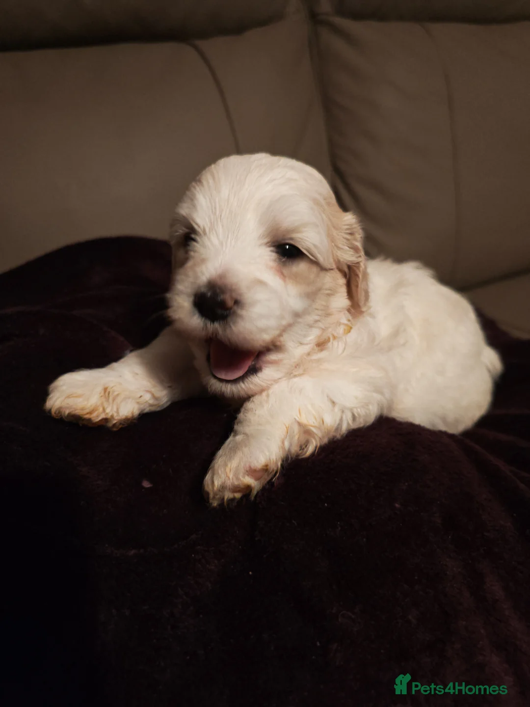Mixed Breed dogs for sale: Maltipoo x Coton de Tulear Puppies – 5 Males - Advert 30
