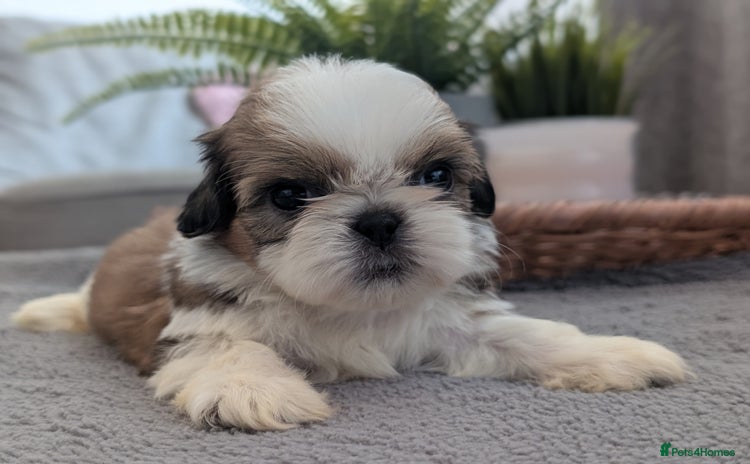 Shih Tzu dogs - Advert 1