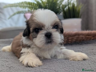 Shih Tzu dogs - Advert 12