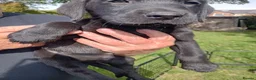 Labrador Retriever dogs for sale: Ready to go now Labrador pups for sale.  - Advert 13