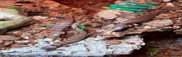 Skink reptiles for sale: Baby pink tongue skinks cheapest in the uk!! - Advert 3