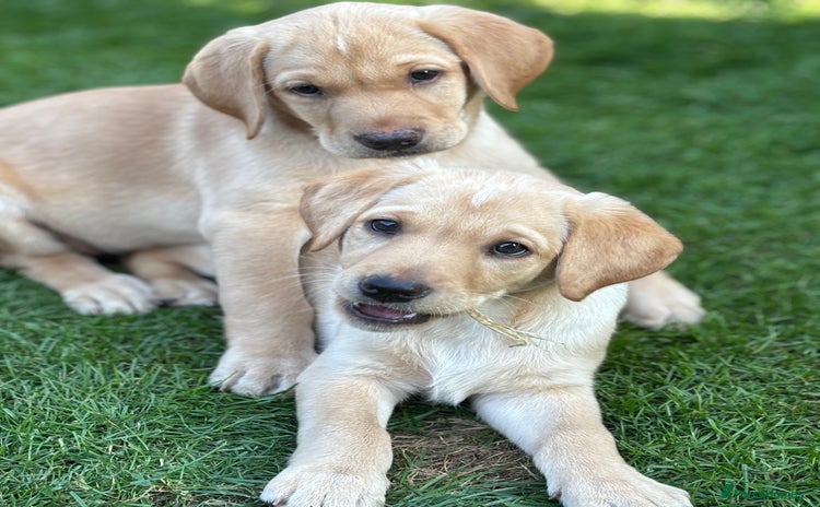 Labrador Retriever dogs - Advert 2