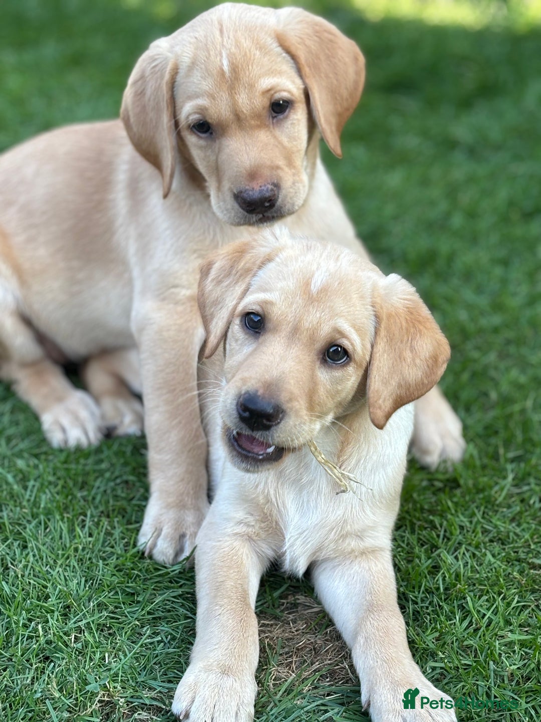 Labrador Retriever dogs for sale: WORMAGS KC REGISTERED LAST LABRADOR PUPPY - Image 2
