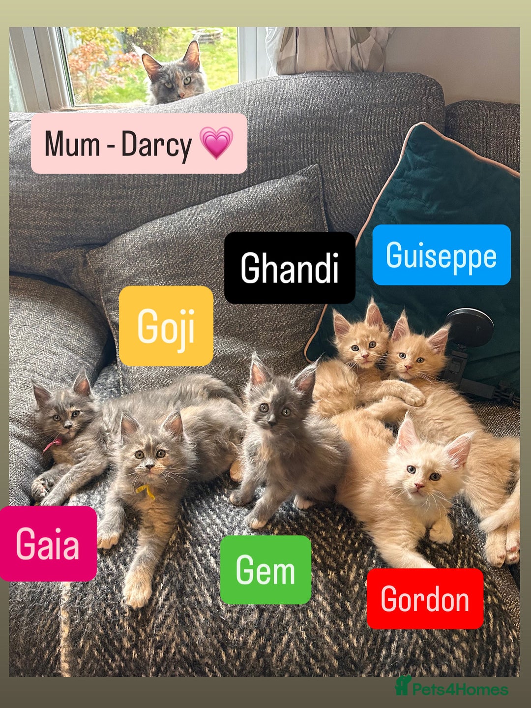 Maine Coon cats for sale: TICA Ginger, Red & Blue Tortie Maine Coon  - Image 14
