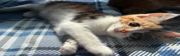 British Shorthair cats for sale: 5 Mixed british shorthair kitten litter  - Advert 16