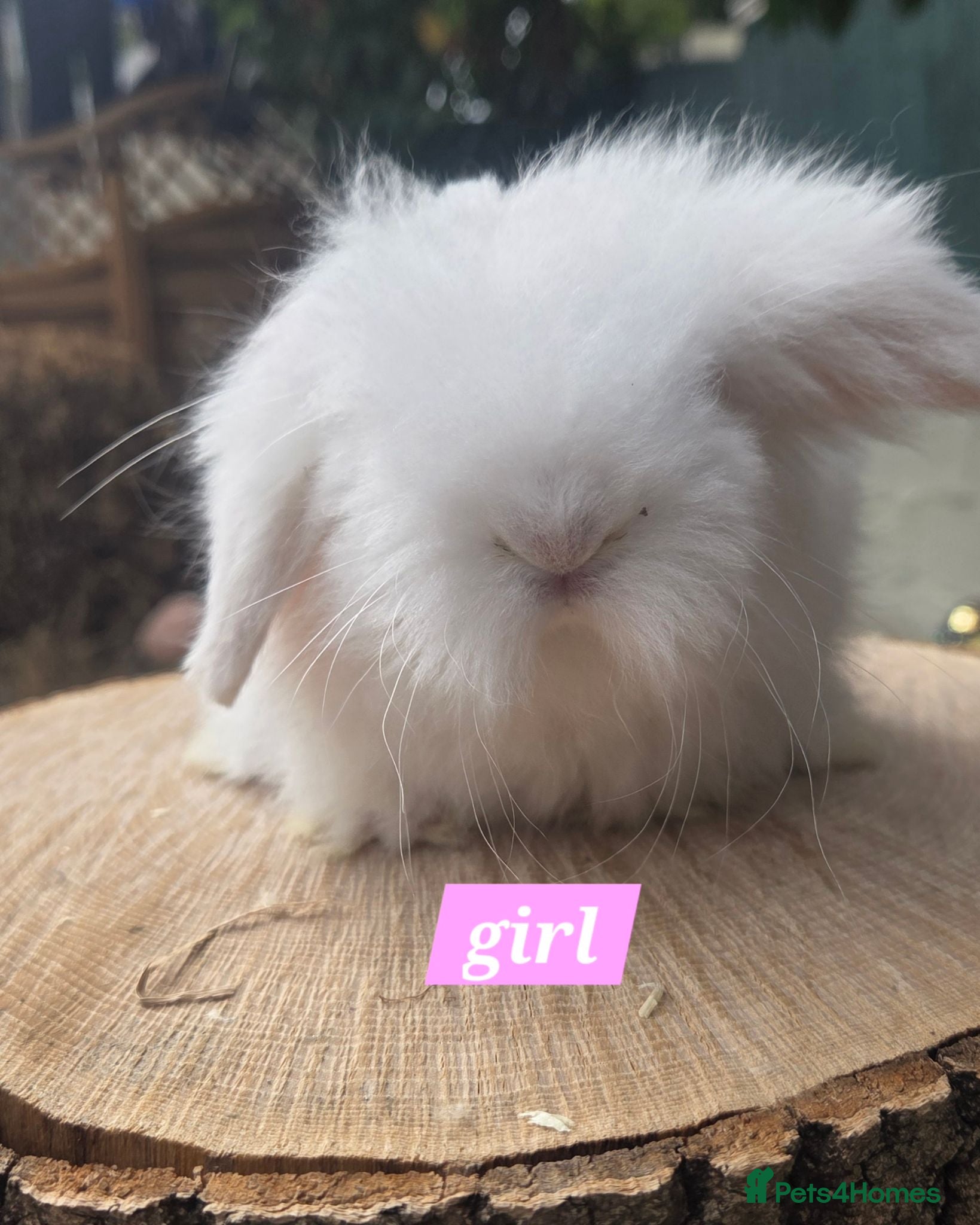 Angora rabbits  Super fluffy baby teddywidders last 2 girls  - Advert 2