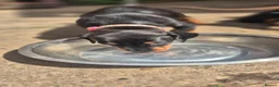 Dobermann dogs for sale: Dobermans Ready to Go. - Advert 17
