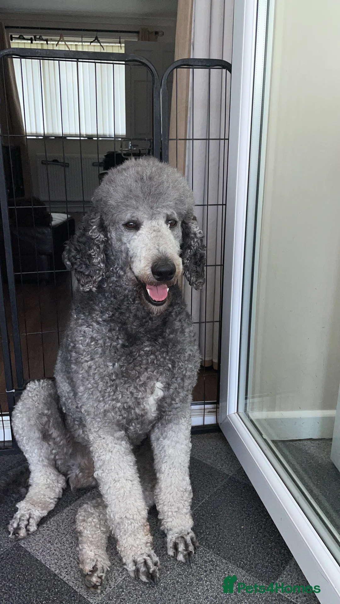 Standard Poodle dogs for stud: Silver standard poodle  in Wakefield - Advert 5