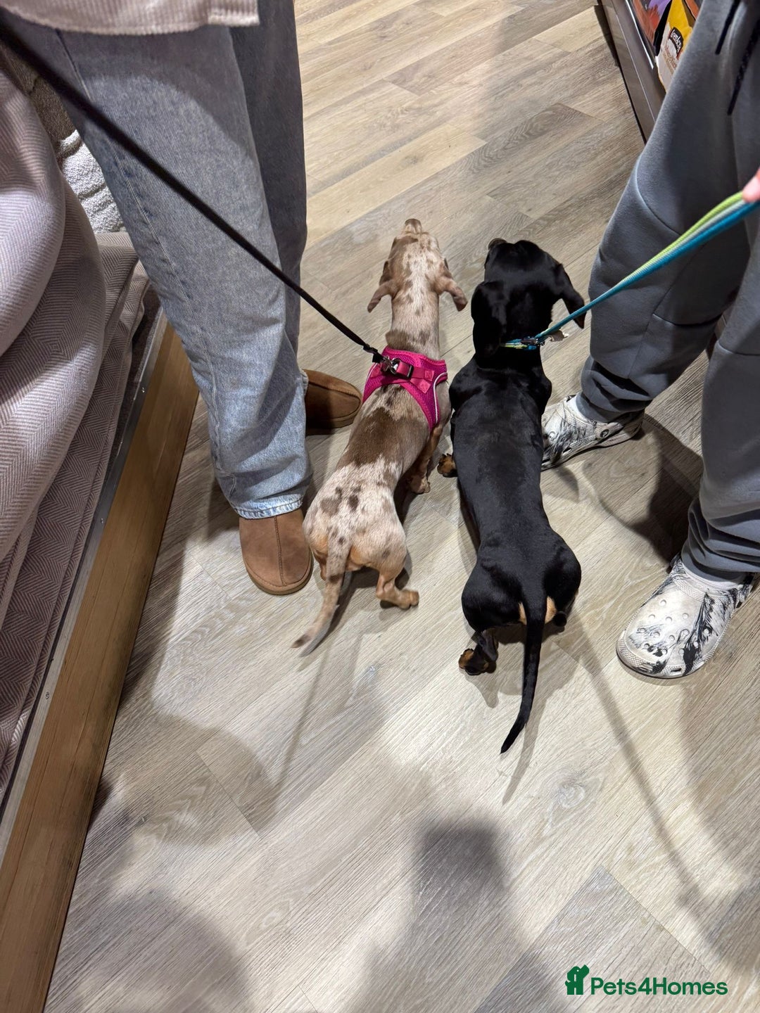 Miniature Dachshund dogs for sale: Miniature dachshund  - Advert 14