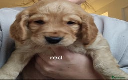 Cocker Spaniel dogs for sale: Working Cocker Spaniel Puppies for Sale - Image 24