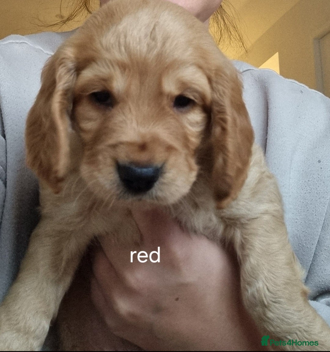 Cocker Spaniel dogs for sale: Working Cocker Spaniel Puppies for Sale - Image 24