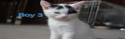 Mixed Breed cats for sale: 💛 kittens 💛 - Advert 3
