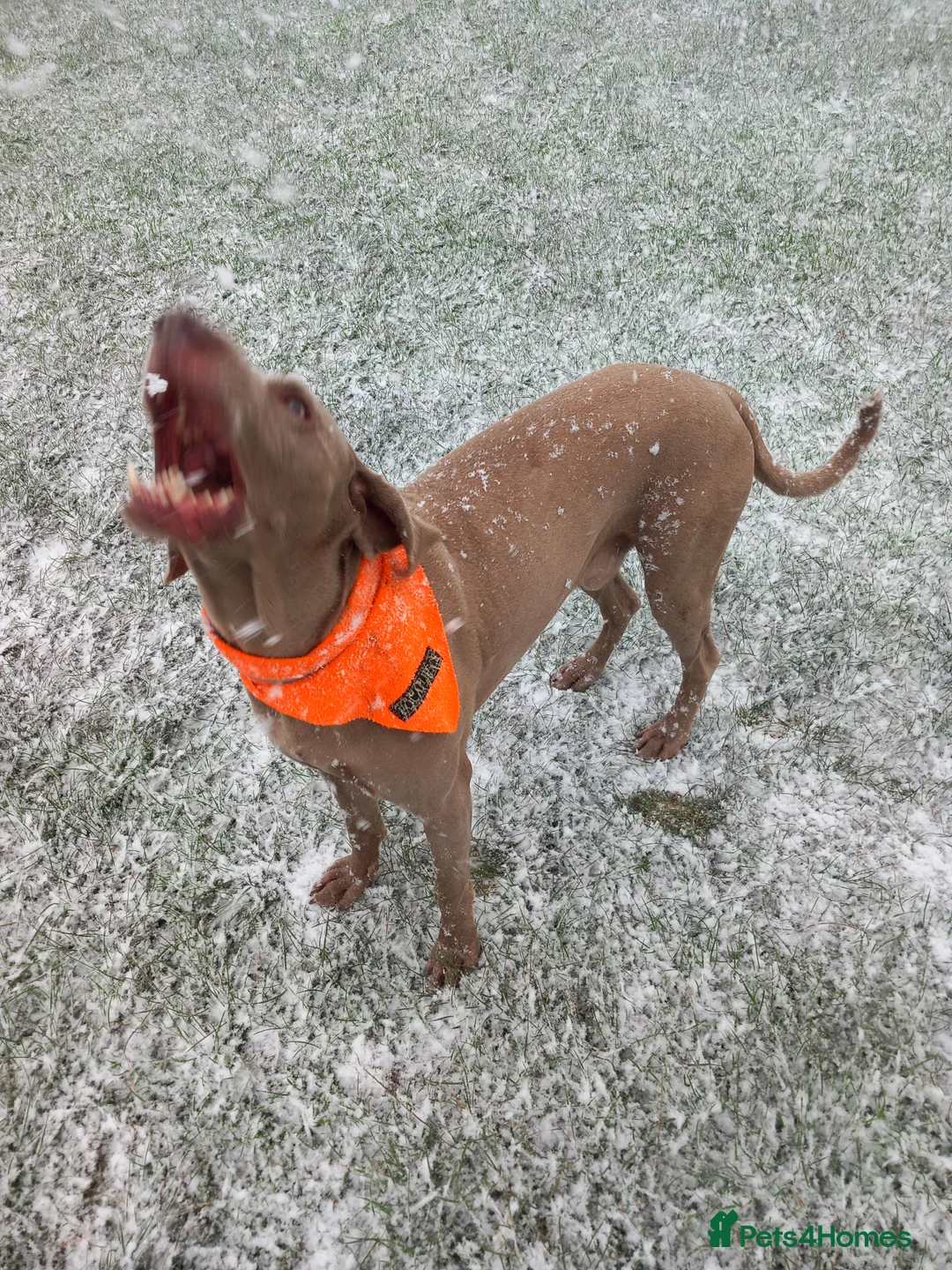 Weimaraner dogs for stud: Athletic Weimaraner to stud - Advert 5