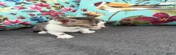 Mixed Breed cats for sale: Kittens for sale in Bourne - Advert 8