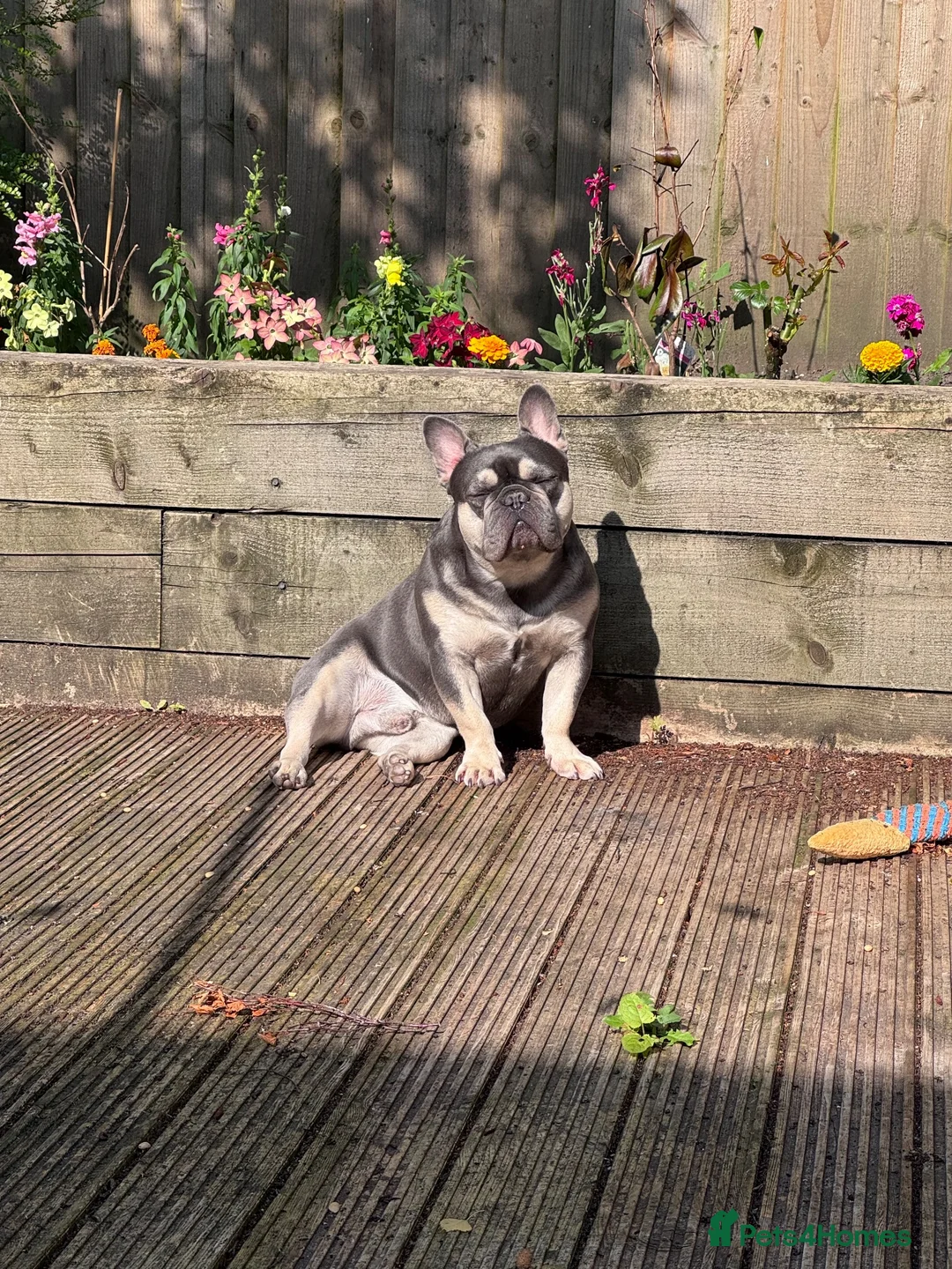 French Bulldog dogs for sale: Male French Bulldog for sale  in Wigan - Advert 2